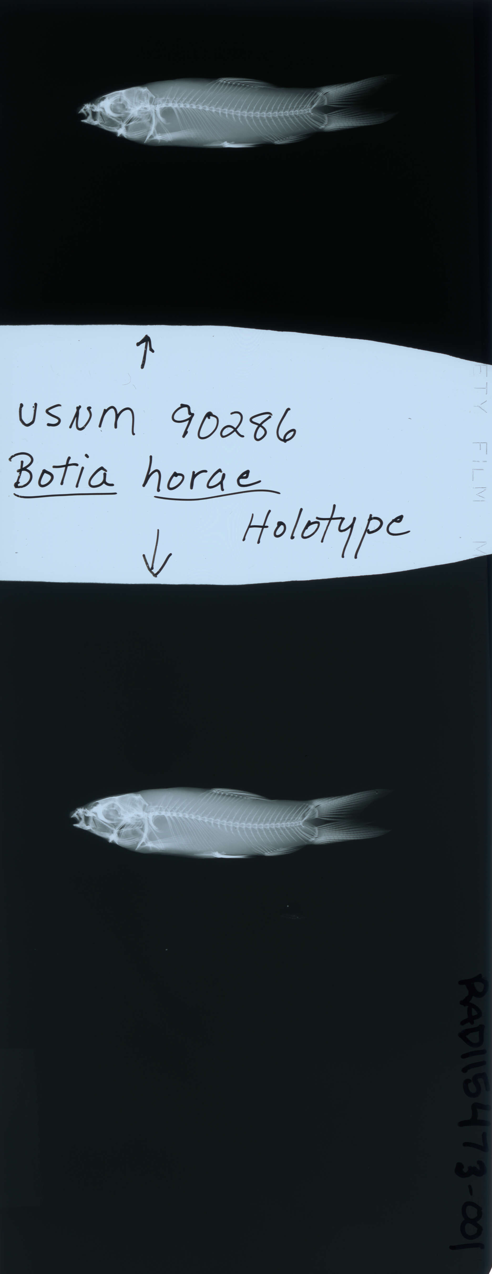 Image of Hora's Loach