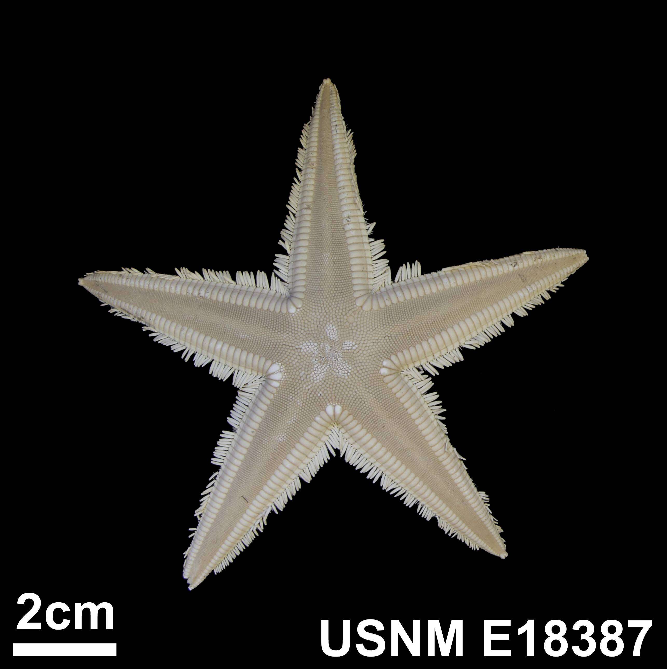 Image of Astropecten marginatus Gray 1840