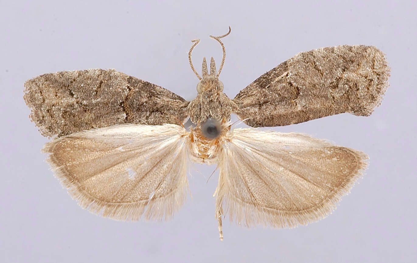 Image of Epinotia pulsatillana siskiyouensis