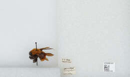 Image of Bombus atripes Smith 1852