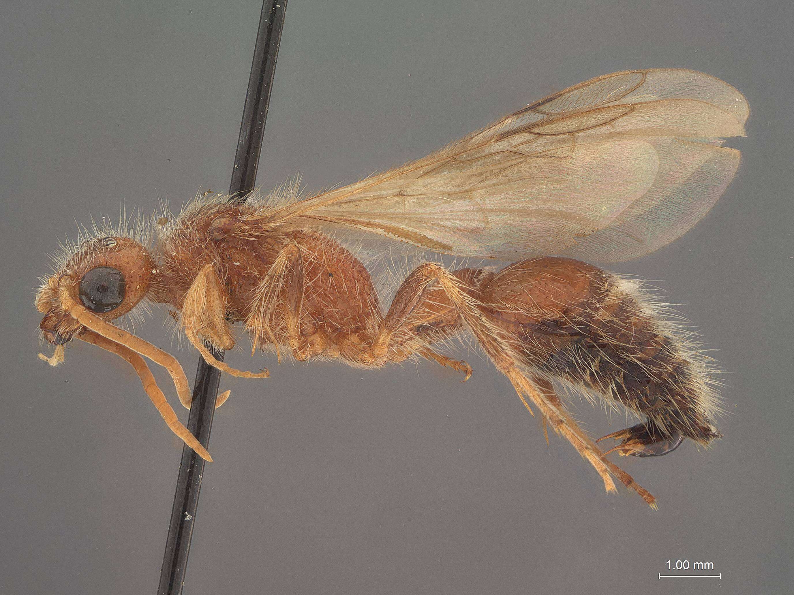 Image of Odontophotopsis melicausa (Blake 1871)