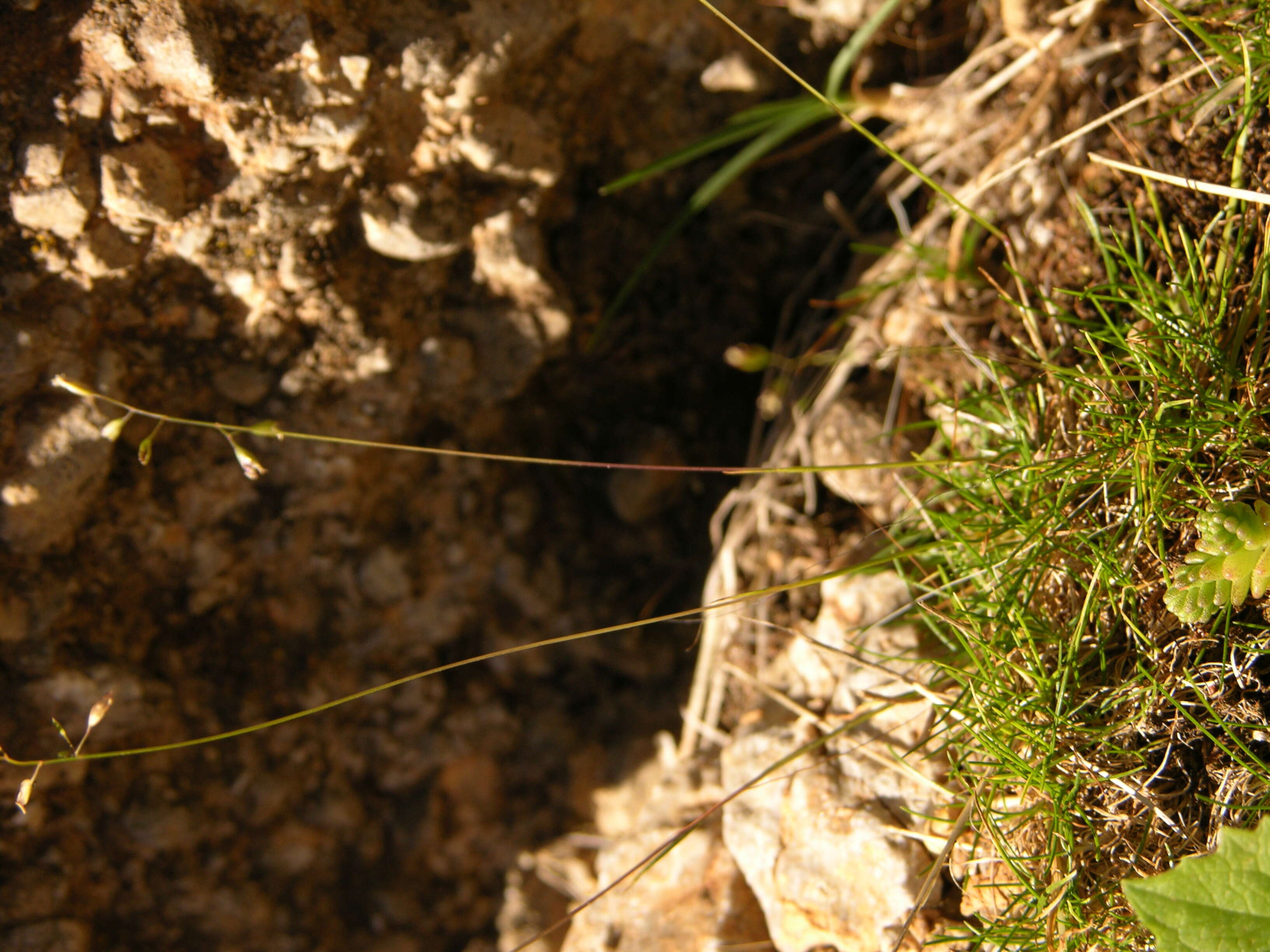 Image de Poa trichophylla Boiss.