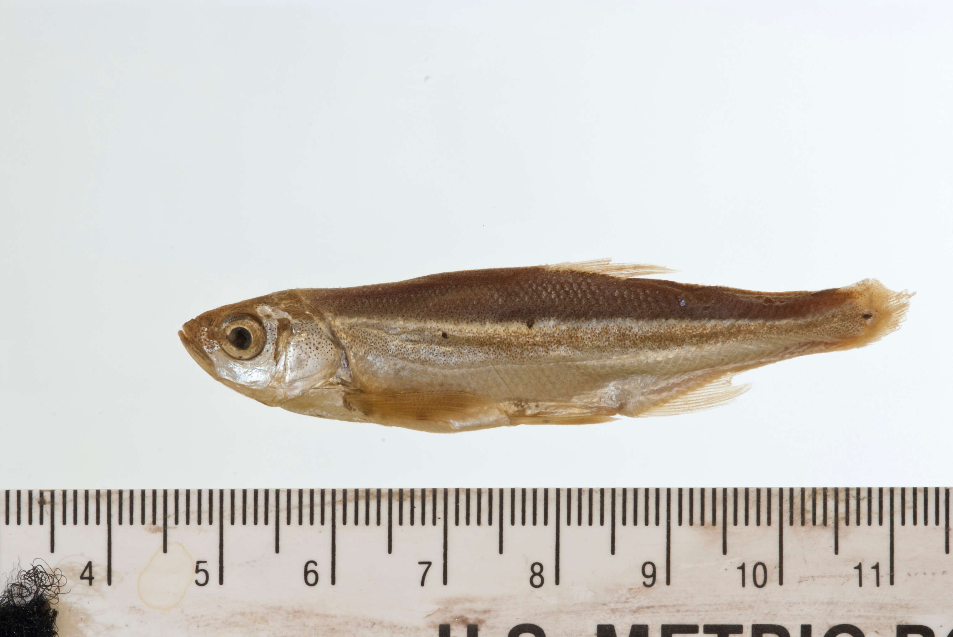 Image of Clinostomus taenia Cope 1874