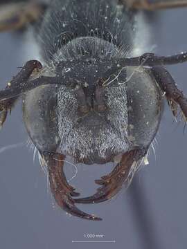 Image of Ammophila mitlaensis Alfieri 1961