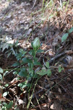 Image of striped gentian