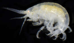 Image of Amphipod