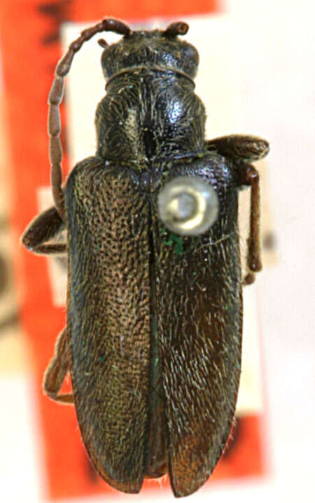 Image of Brachysomida tumidiceps Casey 1913