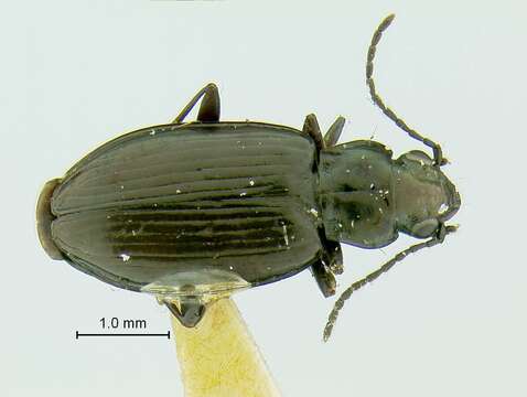 Слика од Bembidion (Plataphus) farrarae Hatch 1950