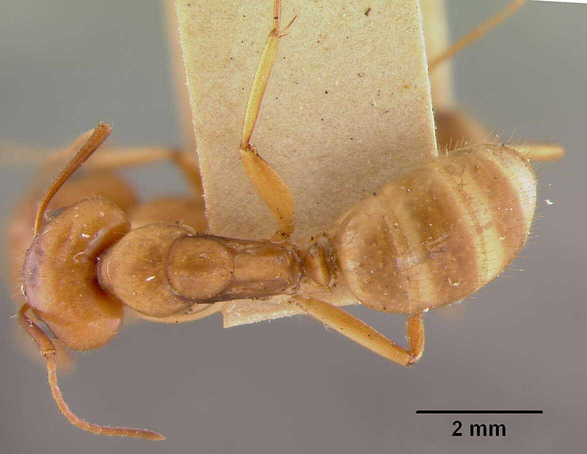 Image of Camponotus fumidus imbecillus Wheeler & Mann 1914