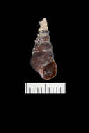 Image of Pleurocera acuta Rafinesque ex Blainville 1824