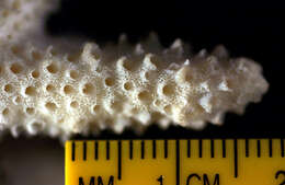 Image of Staghorn coral