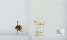 Image of Bombus opifex Smith 1879