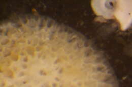 Image of moss animals