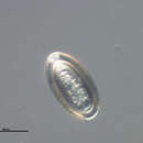 Sivun Prosthenorchis elegans (Diesing 1851) kuva