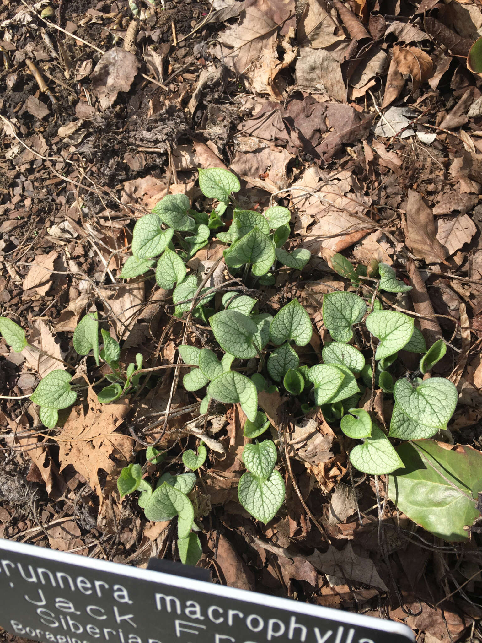 Image of Brunnera Stev.