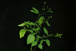 Image of grassleaf spurge