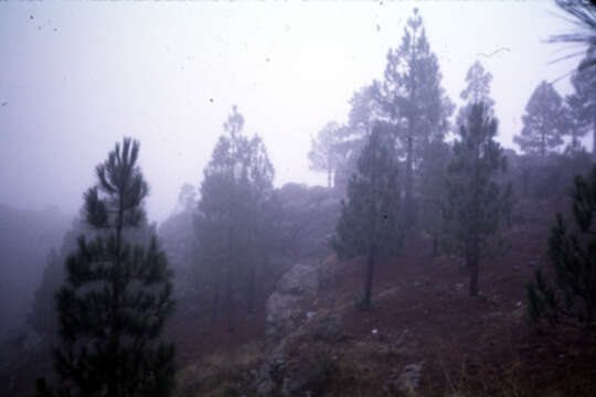 Image of Canary Island pine