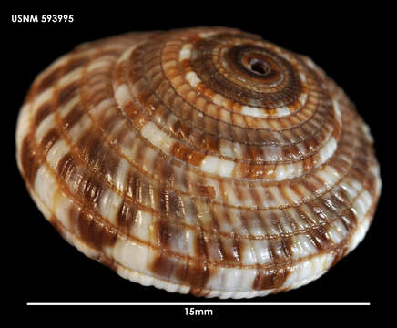 Image of variegated sundial shell