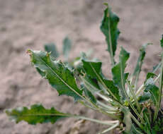 Oenothera cespitosa subsp. macroglottis (Rydb.) W. L. Wagner, R. Stockhouse & W. M. Klein resmi