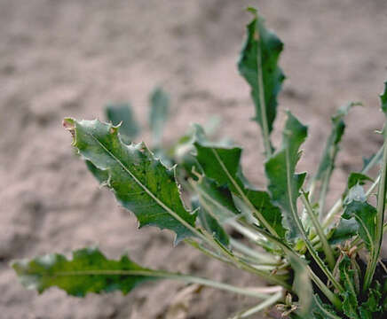 Image of tufted evening primrose