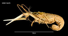 Image of Deep-water Scampi