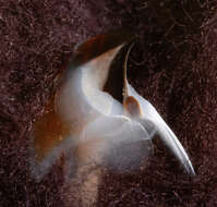 Image of Coffee bean scaled squid