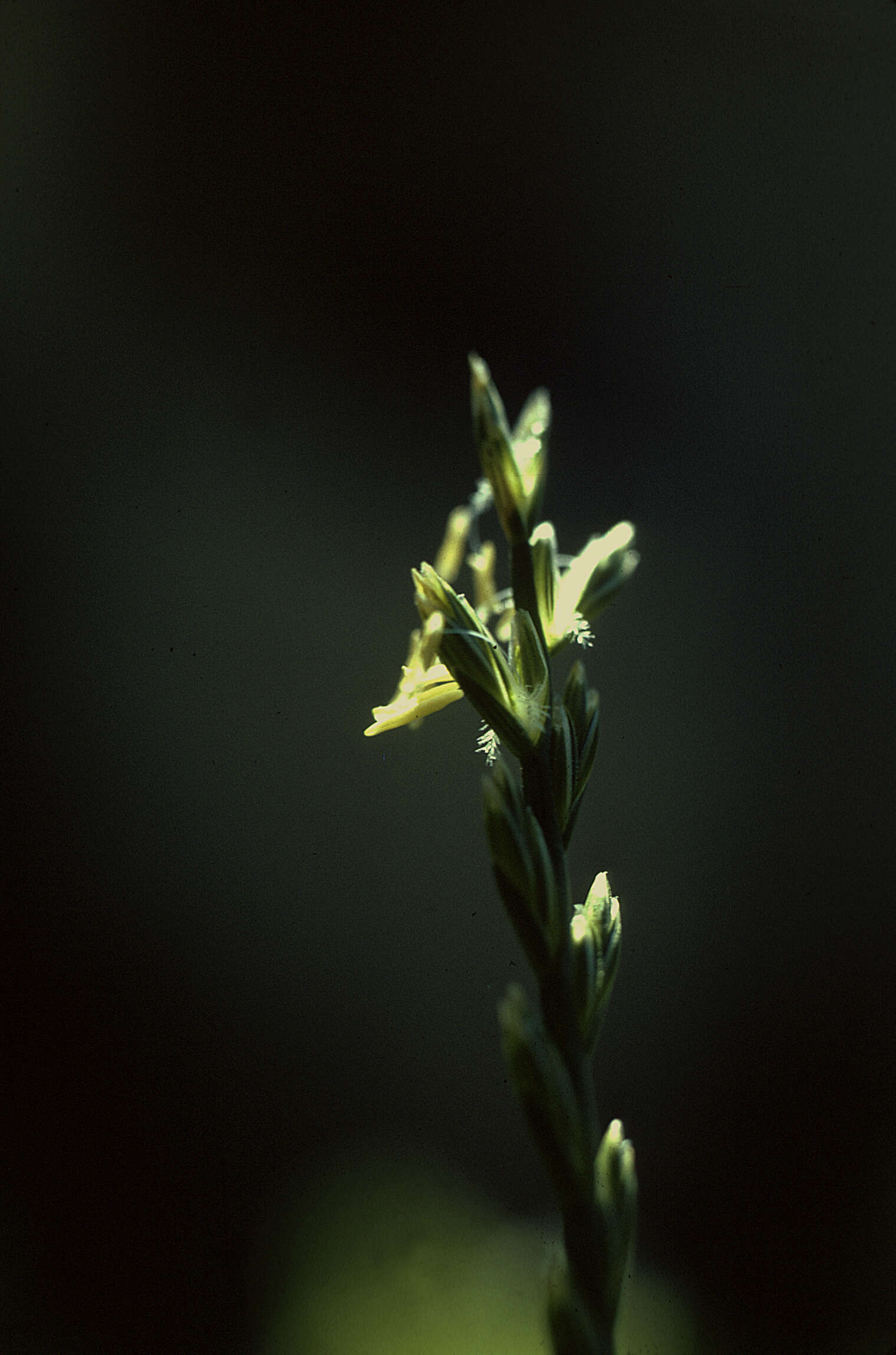 Image of perennial ryegrass