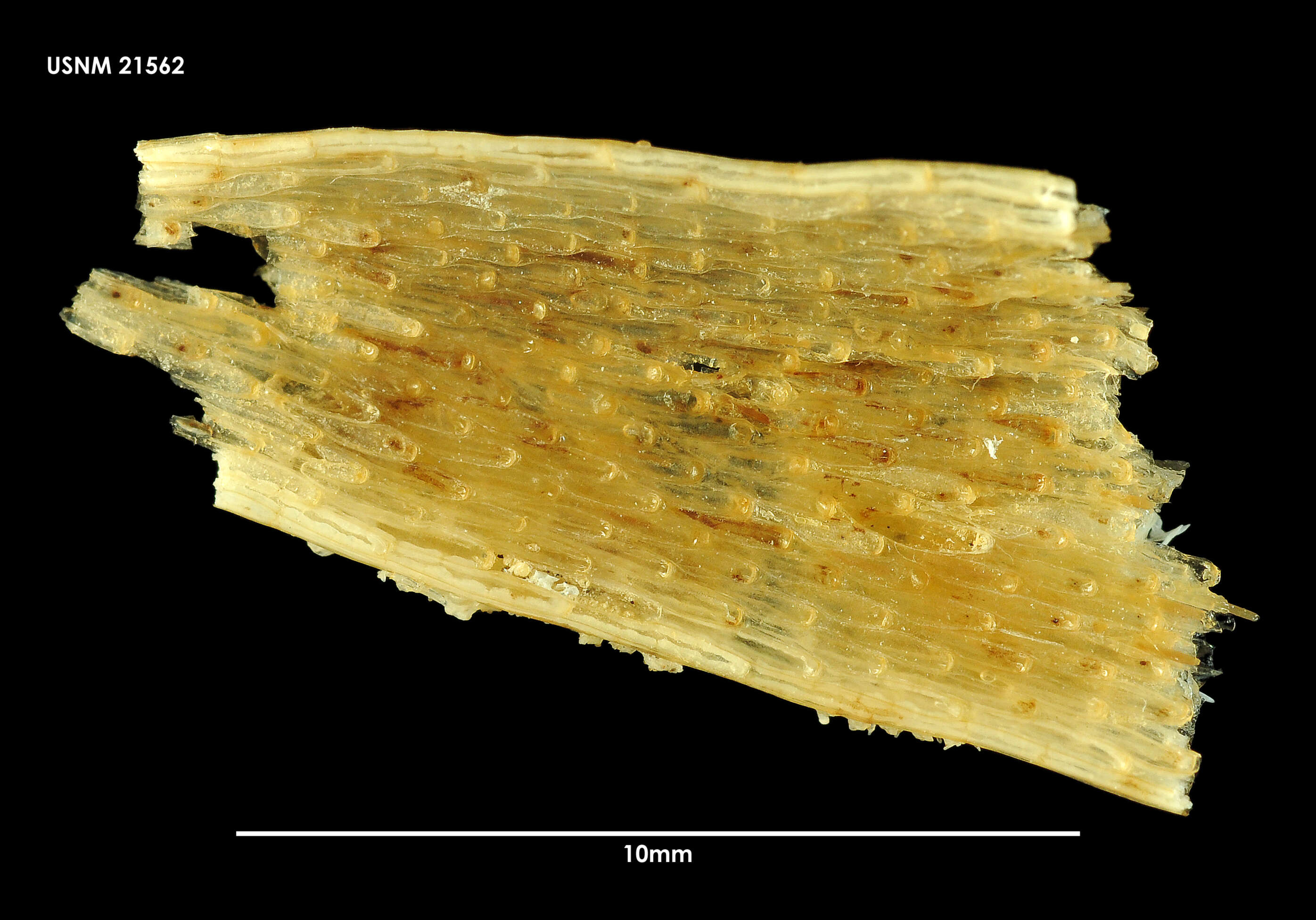 Image of <i>Chaperia quadrispinosa</i>