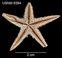 Astropecten americanus (Verrill 1880)的圖片