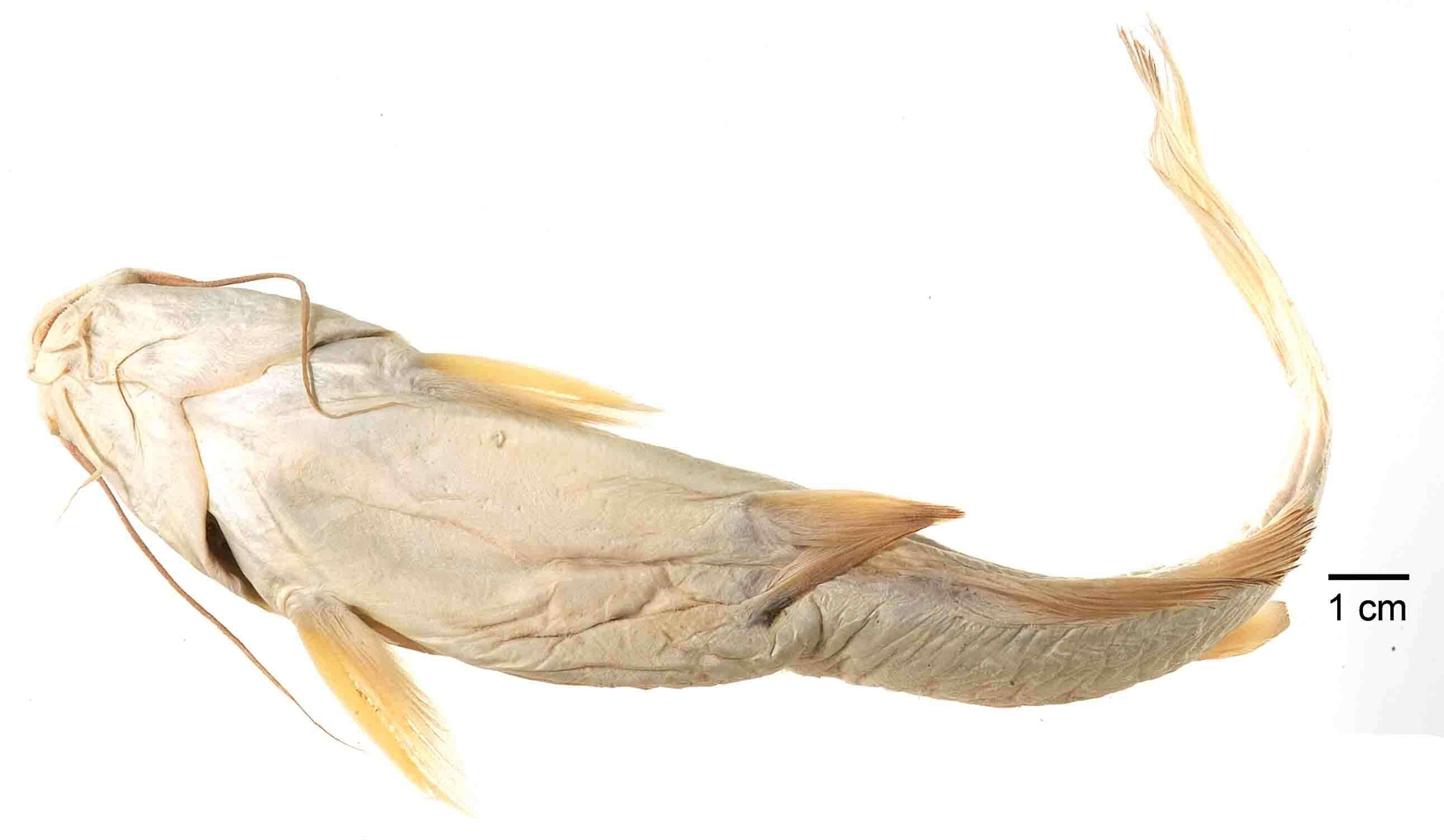 Image of Pimelodus olivaceus Girard