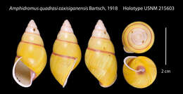 Image of <i>Amphidromus quadrasi caxisiganensis</i> Bartsch