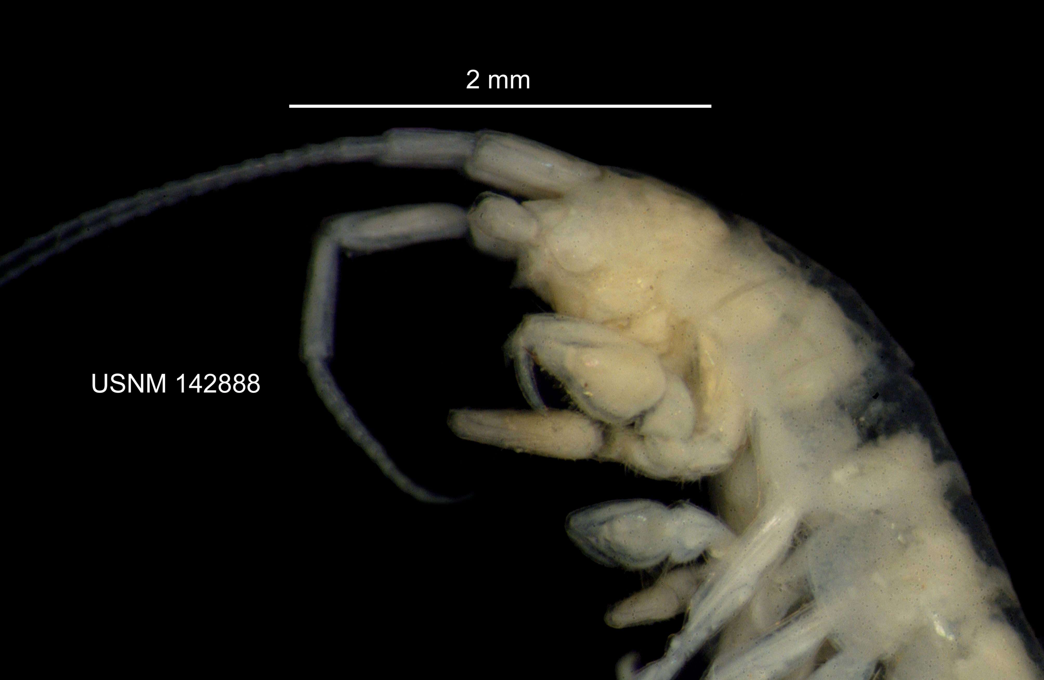 Image of <i>Stygobromus tenuis potomacus</i> (Holsinger 1967)