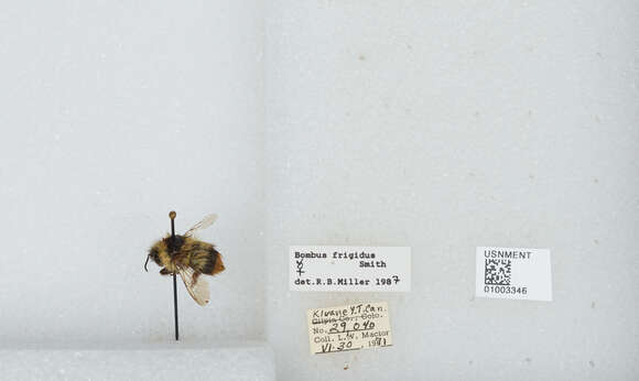 Image of Frigid Bumble Bee