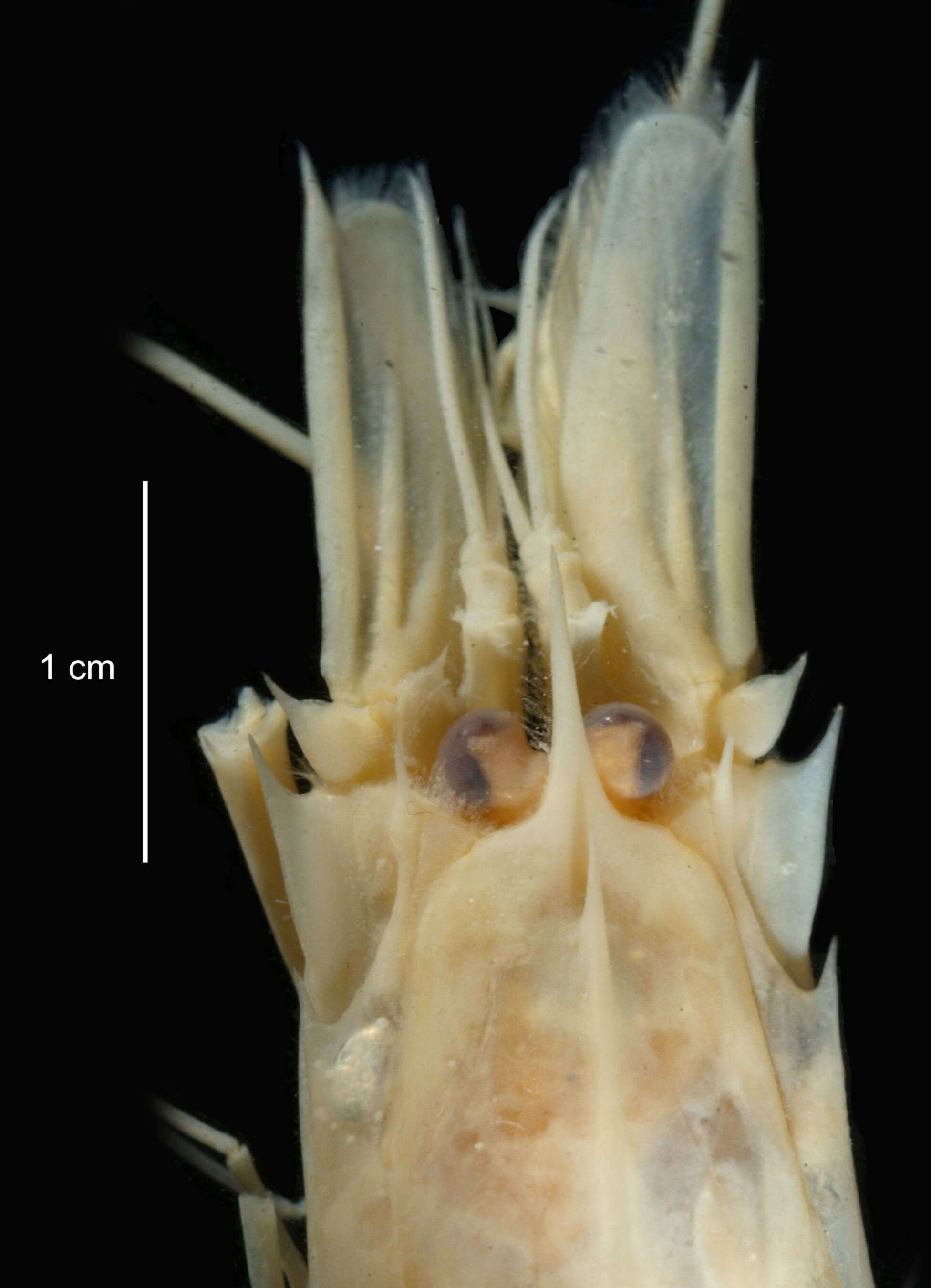 Image of Crangon antarcticus Pfeffer 1887