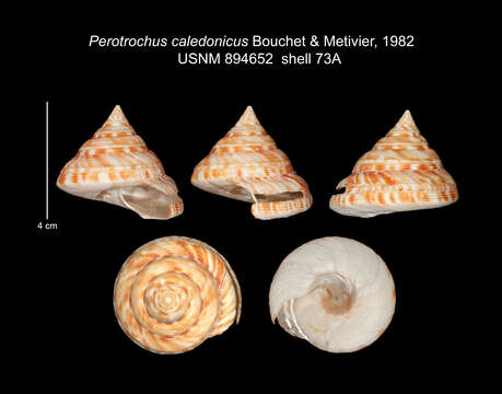 Image of Perotrochus caledonicus Bouchet & Métivier 1982