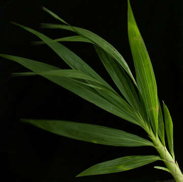 Image of Cyrtopodium macrobulbon (Lex.) G. A. Romero & Carnevali