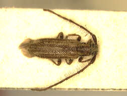 Image of Eupogonius pauper Le Conte 1852