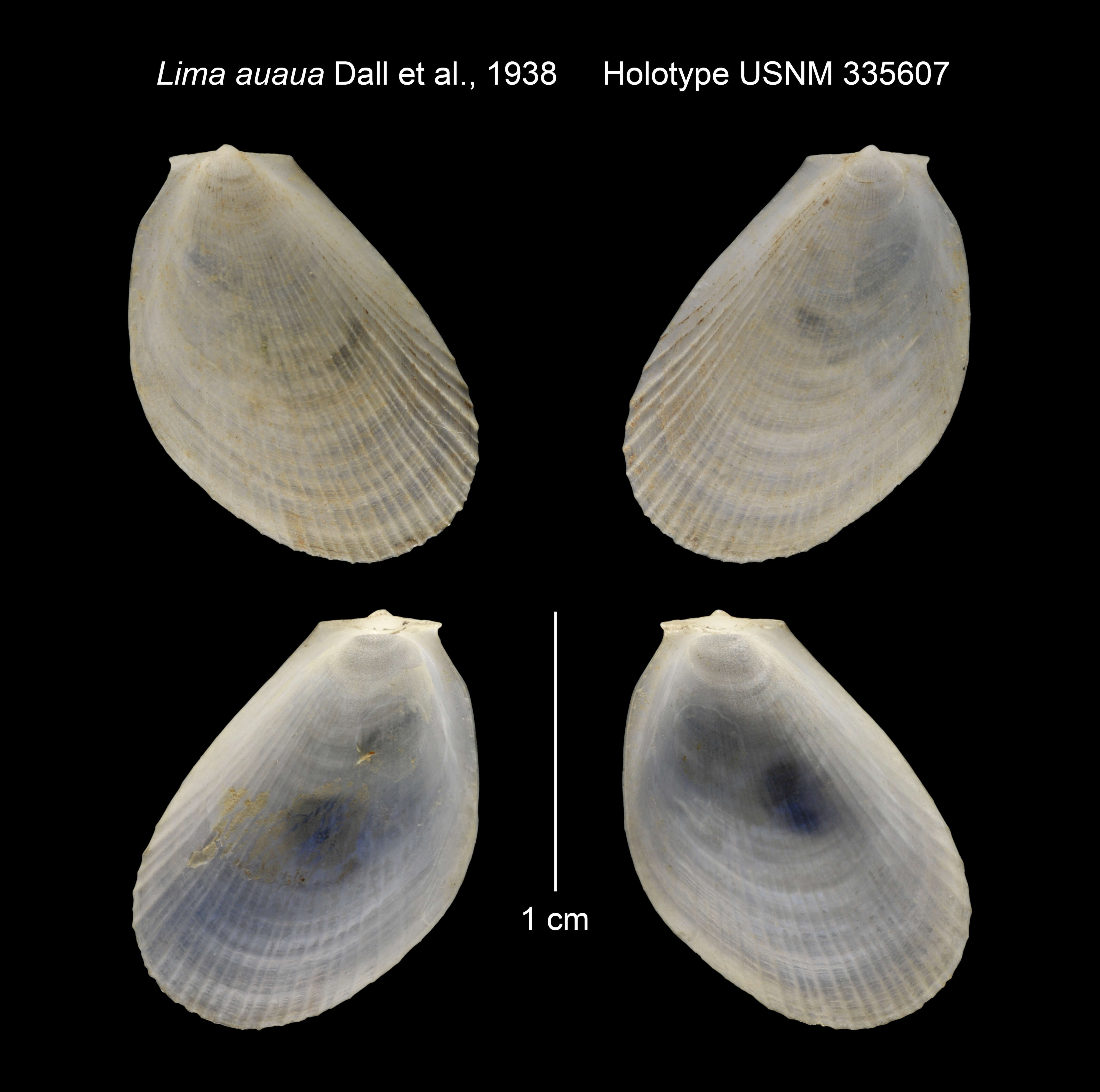 Image de Limaria auaua (Dall, Bartsch & Rehder 1938)