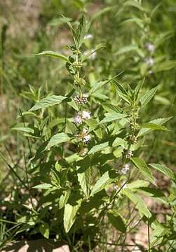 Image of wild mint