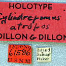 Sivun Cylindrepomus atropos Dillon & Dillon 1948 kuva