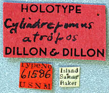 Image of Cylindrepomus atropos Dillon & Dillon 1948