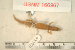 Image of Sphaerodactylus difficilis diolenius Schwartz 1983