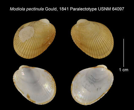 Arvella pectinula (Gould 1841) resmi