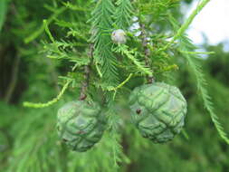 Taxodium distichum (L.) Rich. resmi