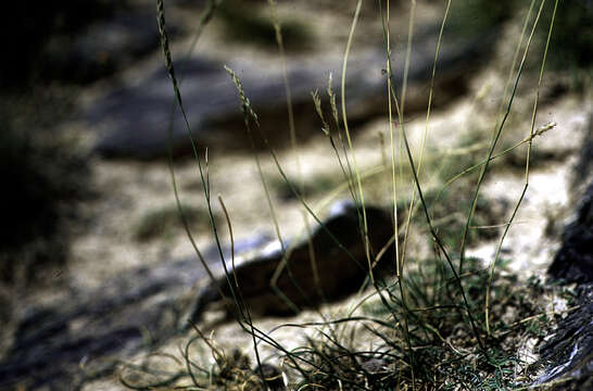 صورة Stipa saposhnikowii (Roshev.) Kitag.