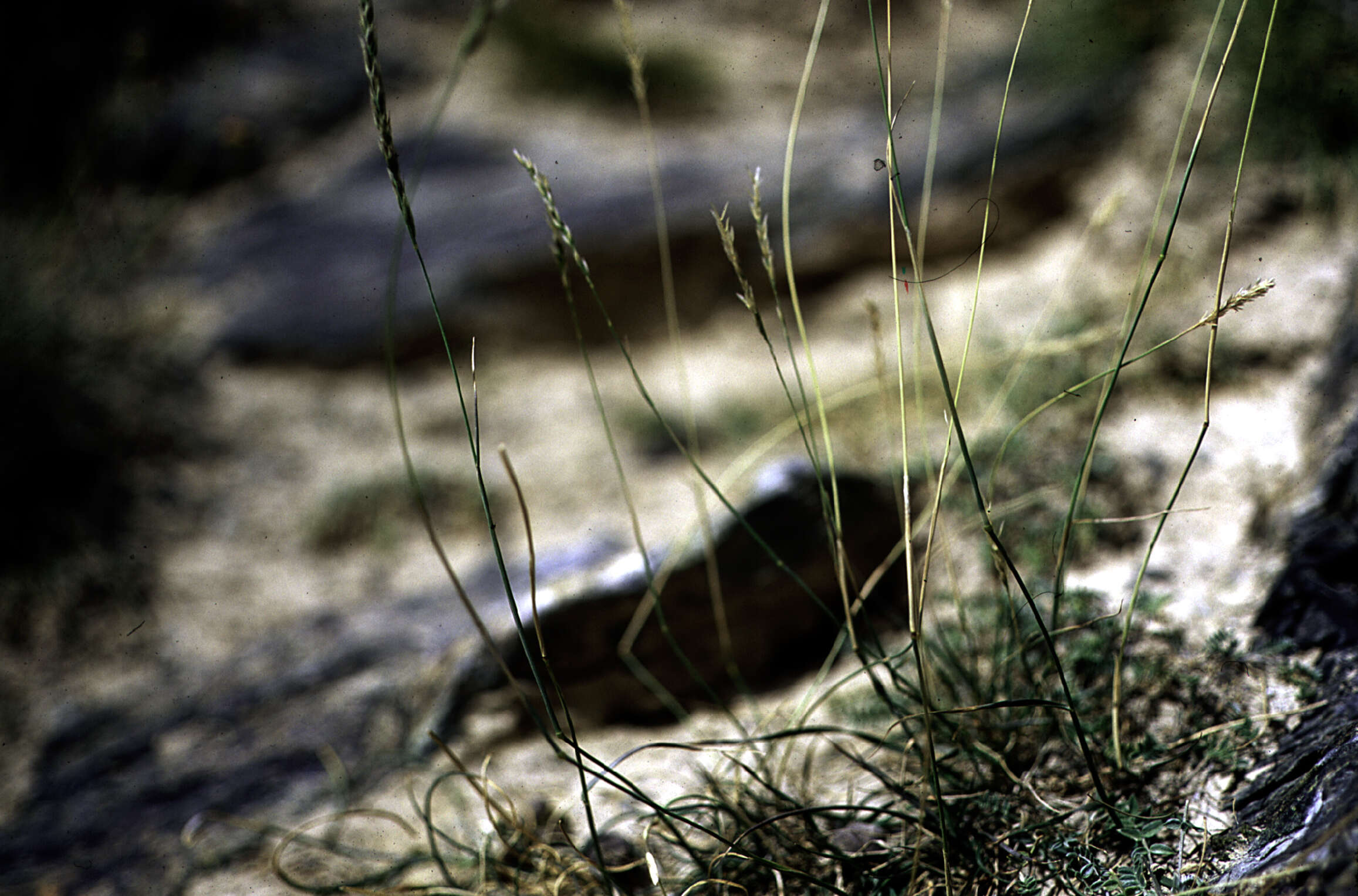 Image of Stipa saposhnikowii (Roshev.) Kitag.