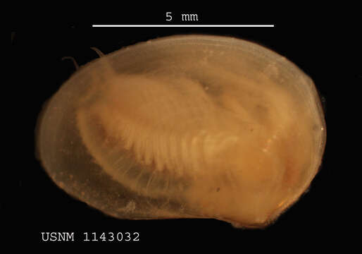 Imagem de Leptestheria compleximanus (Packard 1877)