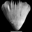 Image of Pseudocyathoceras avis (Durham & Barnard 1952)