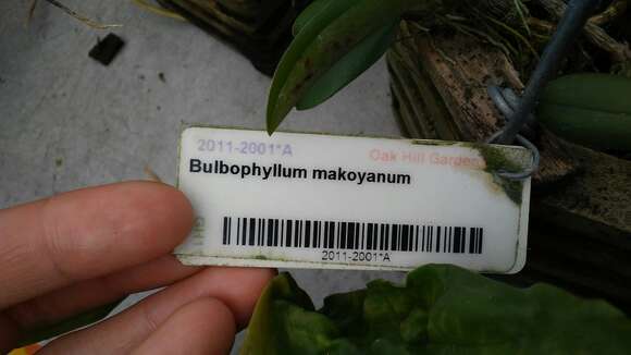 Bulbophyllum makoyanum (Rchb. fil.) Ridl. resmi