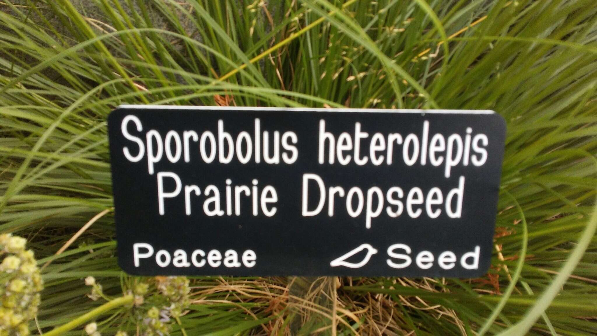 Image of prairie dropseed